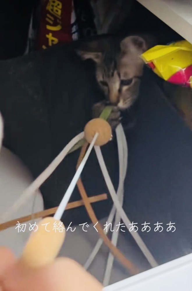 ママの動かすおもちゃで遊ぶキジトラ猫