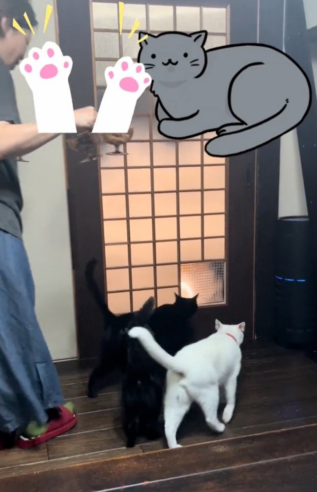 窓に集まる猫たち