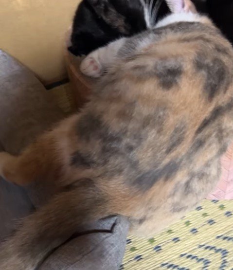 腹から下がベッドからはみだしている三毛猫