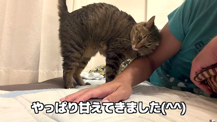 飼い主にすりすりするキジトラ