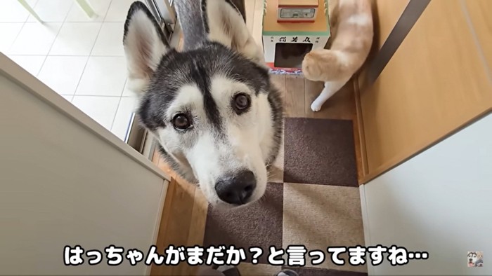飼い主を見上げる犬