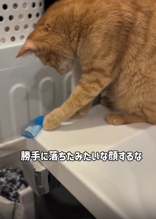 目薬を落とす猫