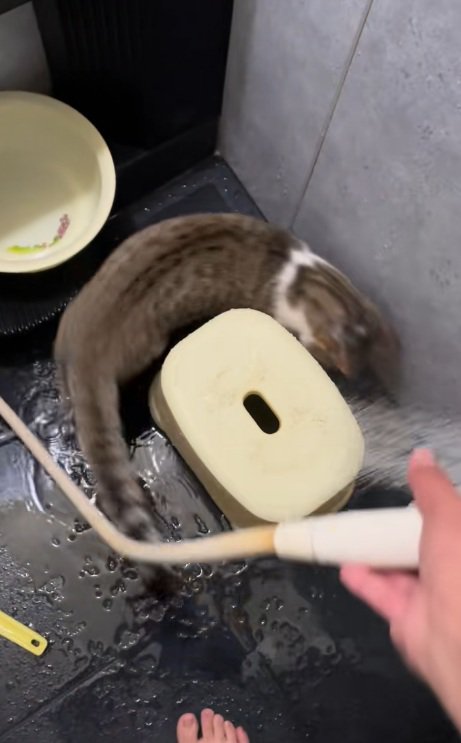 シャワーの水を追いかけ始める猫