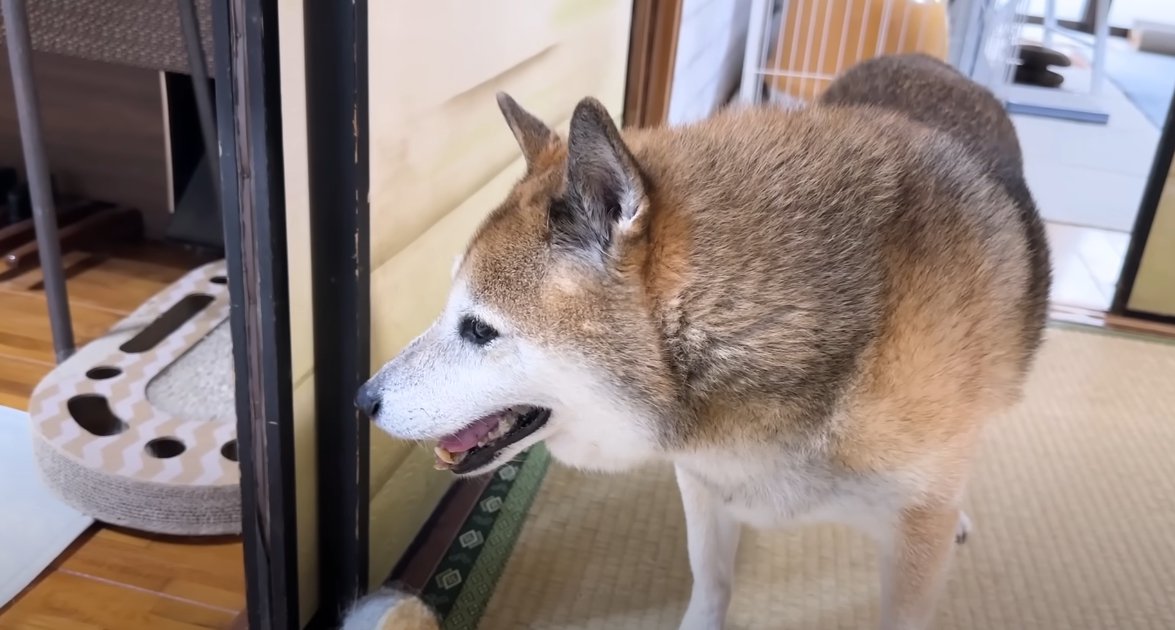 左側を向く柴犬