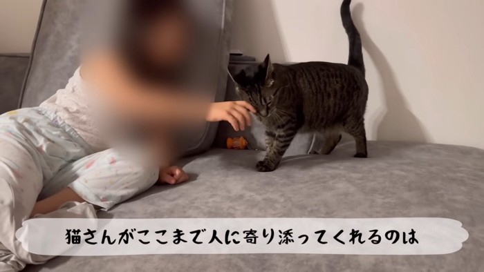 テロップ「猫さんがここまで～」