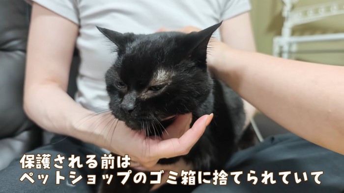 人の膝の上にいる猫