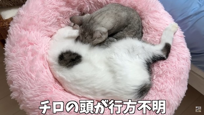 頭が埋もれている猫