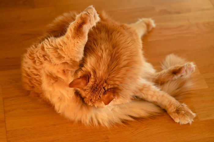 お尻を毛づくろいする長毛猫