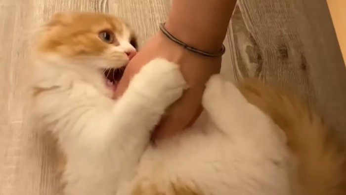 手にじゃれるモフィくん