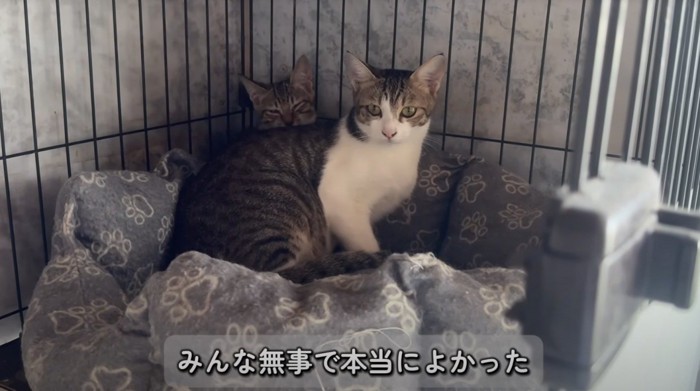 カメラを見つめるキジ白猫と、その後ろから顔を覗かせるキジ白柄の子猫