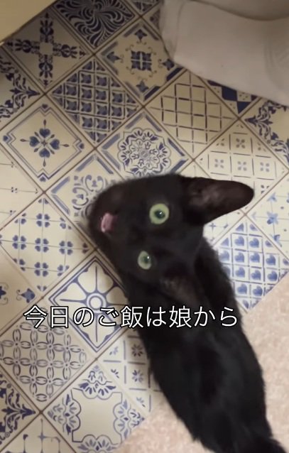 見上げて鳴いている子猫