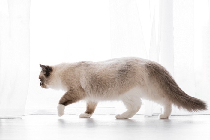 静かに歩く猫