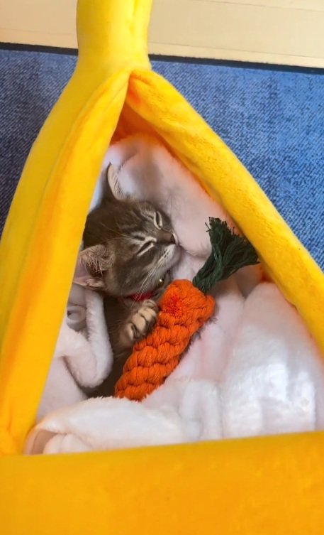 ベッドで眠るみりんくん