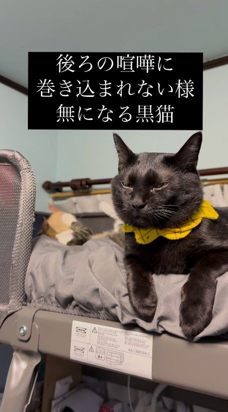 ベッドの上に乗る3頭の猫