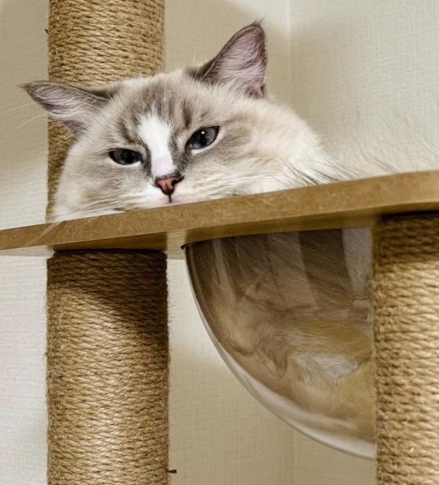 宇宙船ボウルにいる猫(顔アップ)