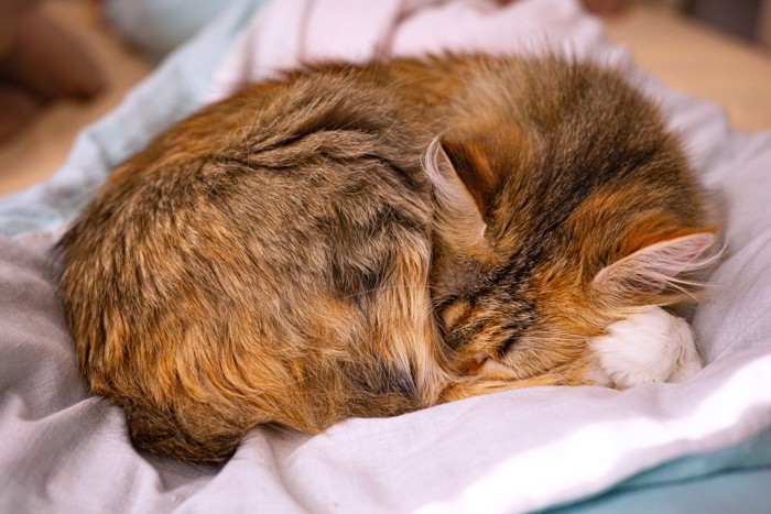 リラックスして眠る猫