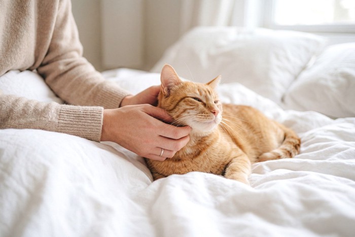 顔をなでられる猫