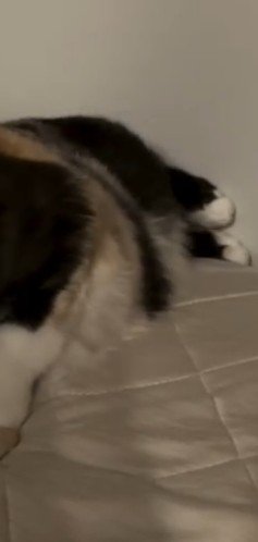 後ろ足のアップ