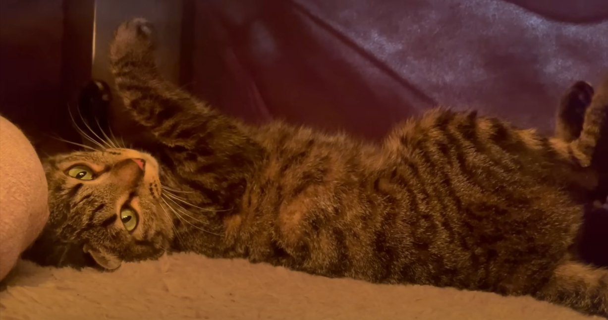 寝そべるキジトラ