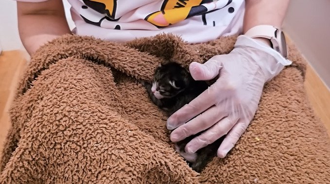 毛布の上で伏せる子猫