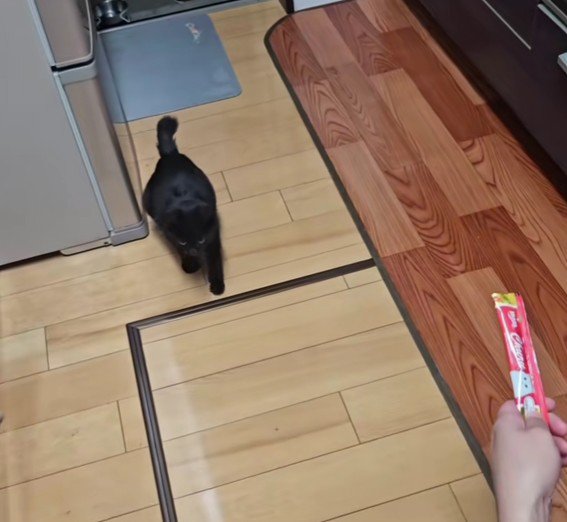 家に入ってきた子猫