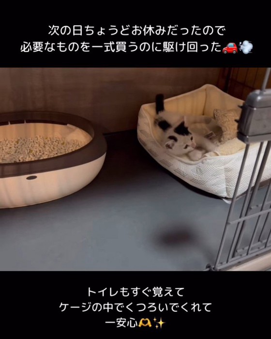 猫ベッドにいる子猫