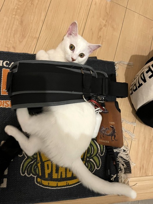 ハーネスに乗る白猫