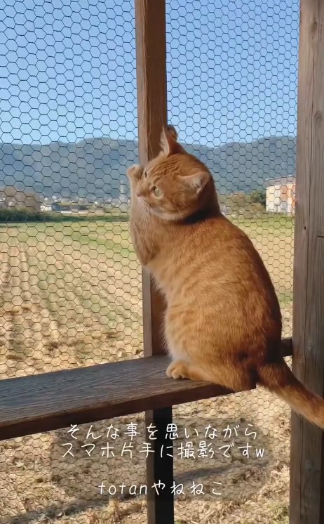 爪とぎをしながら田んぼを見る猫