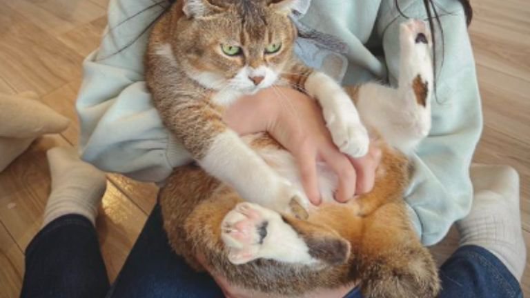 抱っこされている猫