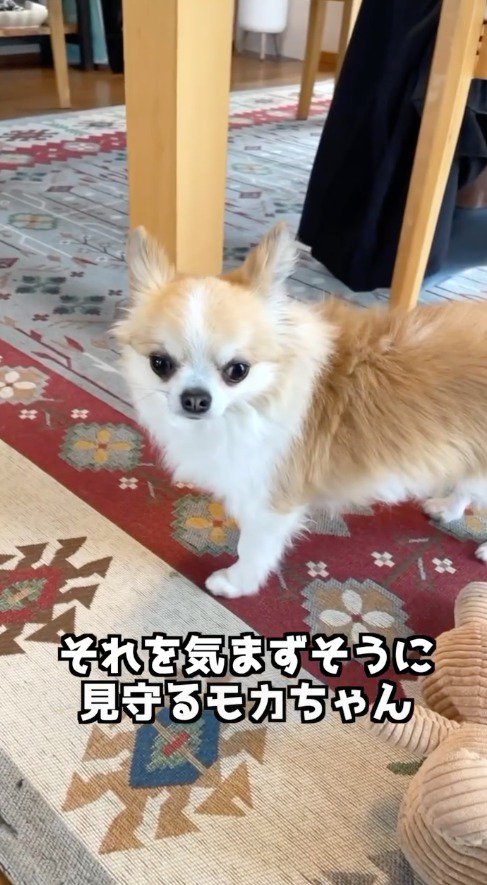 カメラを見つめる小型犬