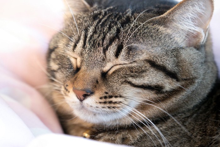 キジトラ模様の飼い猫