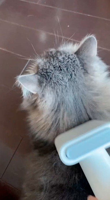 ブラッシング用掃除機でブラッシングされる猫