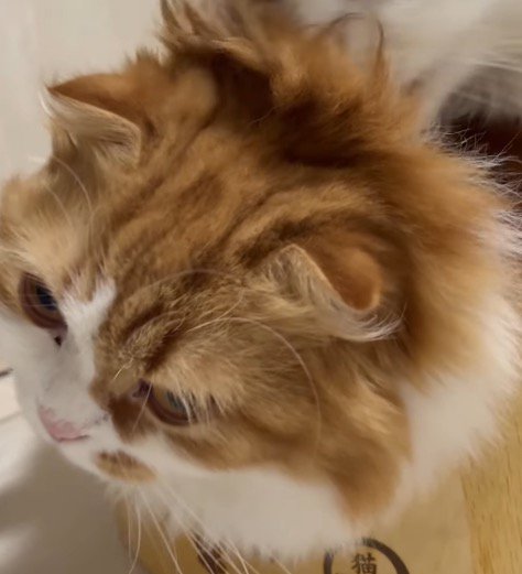 遠くを見つめる茶色い猫の顔