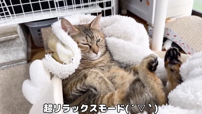 リラックスモードな猫