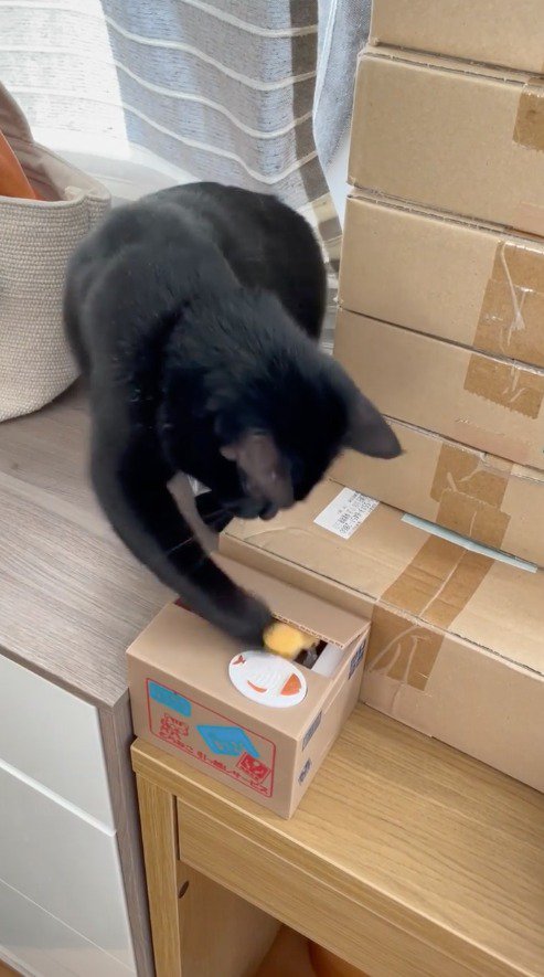 箱の中に前足を入れる猫
