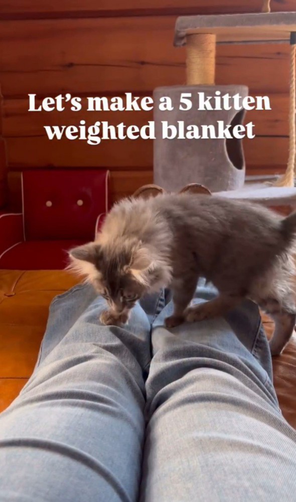 足に乗ってくる子猫