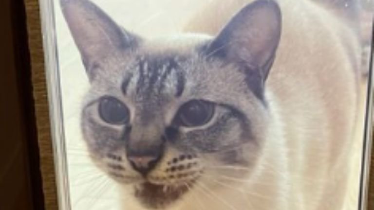 猫ドアの前にいる猫