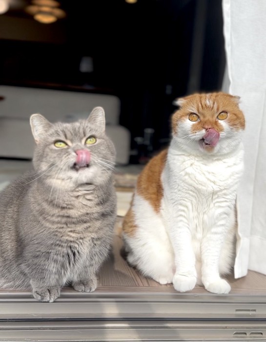 舌をペロッと出す2匹の猫