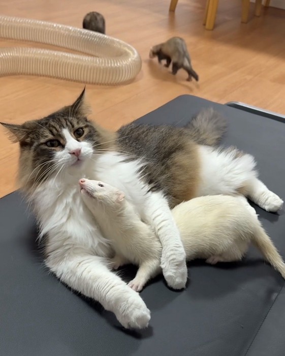 猫の下に潜り込むフェレット