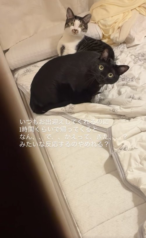 目を丸くしてカメラを見つめる2匹の猫