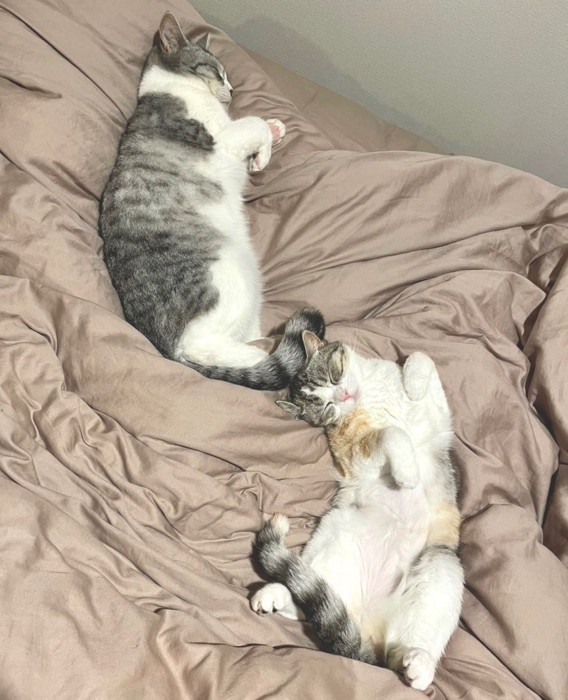 リラックスして眠る2匹の猫