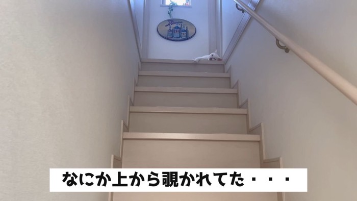 階段の上にいる猫