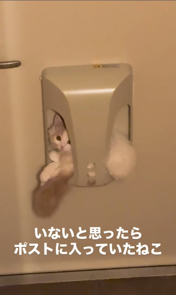 見つめる子猫