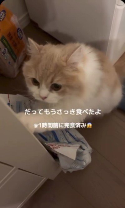 餌の袋をひっかいている猫