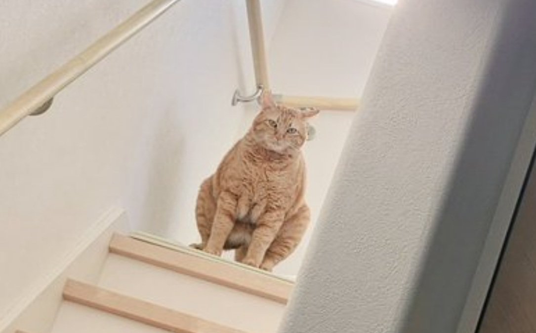 トイレ中のきなこくん