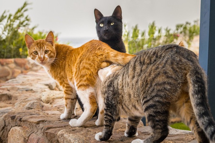 お尻のにおいをかぐ猫と2匹の猫