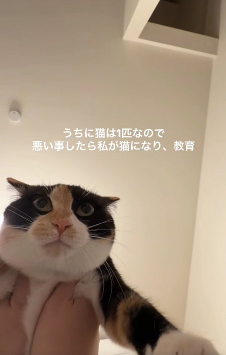 両脇を掴まれているイカ耳の猫(アップ)