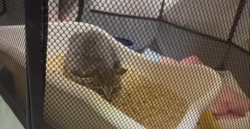 保護された子猫