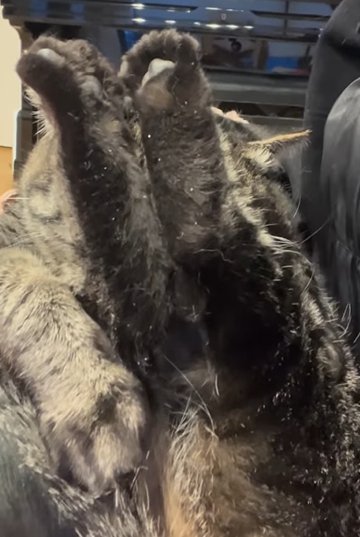 足を上げて顔を完全に隠す猫右からのアングル