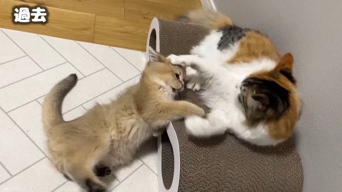 うなぎちゃんと子猫のこたつくん